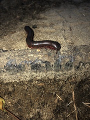 Narceus americanus