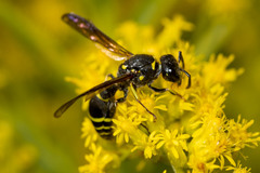 Ancistrocerus antilope