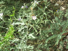 Sphaeralcea angustifolia