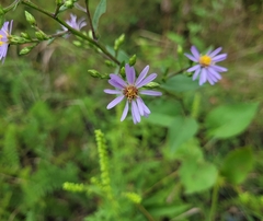 Symphyotrichum ciliolatum