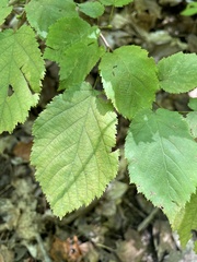 Corylus