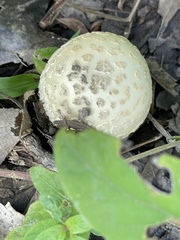 Amanita