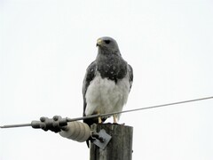 Geranoaetus melanoleucus