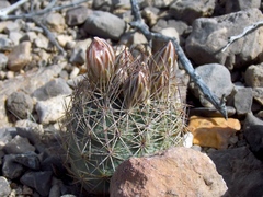 Echinomastus warnockii