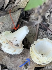 Amanita