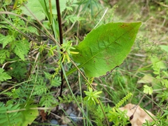 Symphyotrichum ciliolatum