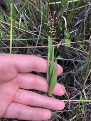 Dichanthelium erectifolium