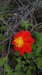 Dahlia coccinea