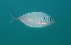 Pseudocaranx georgianus