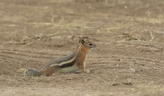 Callospermophilus lateralis