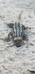 Sceloporus consobrinus