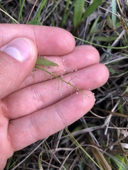 Dichanthelium erectifolium