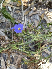 Dampiera stricta