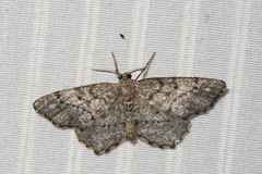 Hypagyrtis piniata