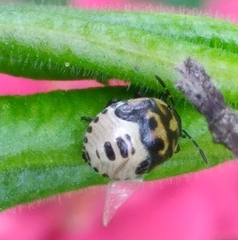 Cosmopepla lintneriana