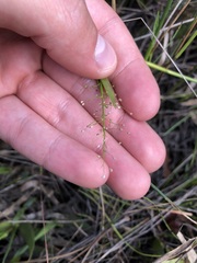 Dichanthelium erectifolium