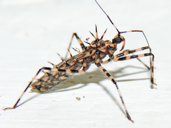 Salyavata macmahanae