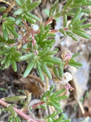Portulaca