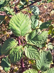 Rubus armeniacus