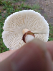 Lepiota cristata
