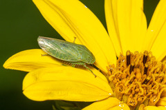 Gyponini