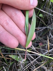 Dichanthelium erectifolium
