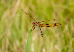 Celithemis eponina