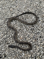 Pantherophis obsoletus