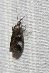 Acrobasis vaccinii