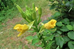 Oenothera