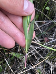 Dichanthelium erectifolium