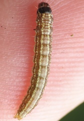 Filatima serotinella