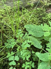 Oxalis stricta