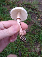 Lepiota cristata
