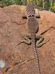 Crotaphytus collaris