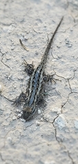 Sceloporus consobrinus