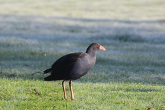 Porphyrio melanotus