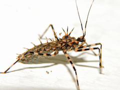 Salyavata macmahanae