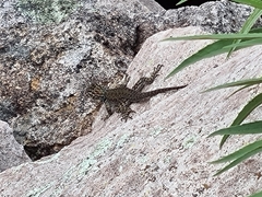 Sceloporus jarrovii