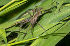 Pisaurina mira