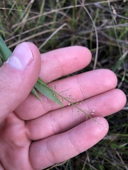 Dichanthelium erectifolium