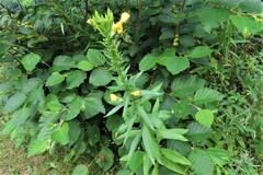 Oenothera