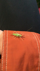 Meconema thalassinum