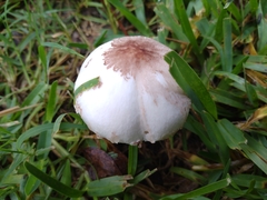Lepiota cristata
