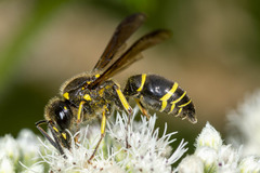 Ancistrocerus antilope