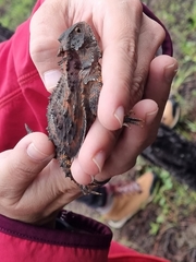 Phrynosoma orbiculare