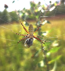 Argiope trifasciata