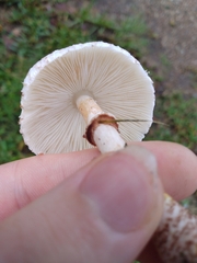 Lepiota cristata