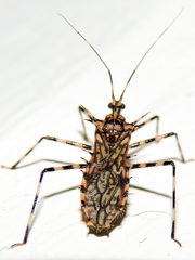 Salyavata macmahanae