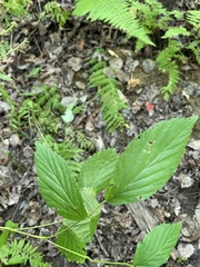 Rubus setosus